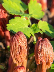 Similar image 21376066