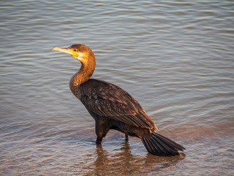 Similar image 21376068