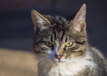 Similar image 21381744