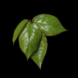 Similar image 21381823