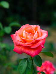 Similar image 21381841