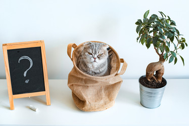 Similar image 21409633