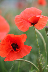 Similar image 21421351