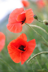 Similar image 21421352