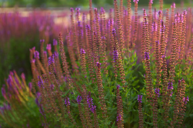 Similar image 21421356