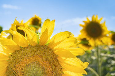 Similar image 21419389