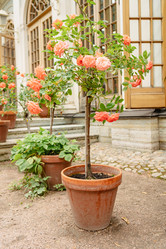 Similar image 21419390