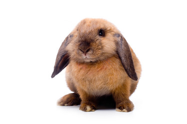 Similar image 21424387