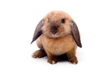 Similar image 21424512