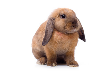 Similar image 21424516