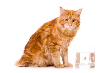 Similar image 21424699