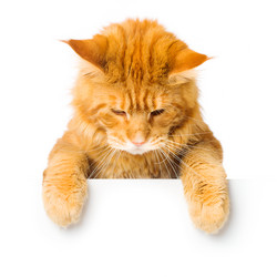 Similar image 21424705