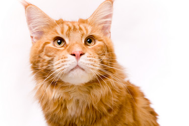 Similar image 21424710