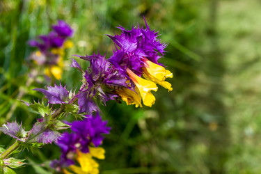 Similar image 21419153