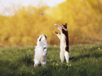 Similar image 21419163