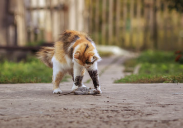 Similar image 21419279