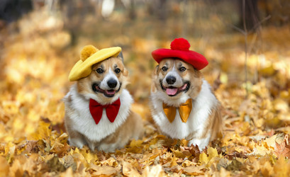 Similar image 21419177