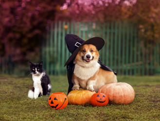 Similar image 21419295