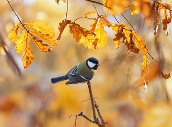 Similar image 21419298