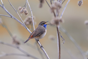 Similar image 21419309