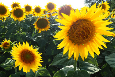 Similar image 21390211