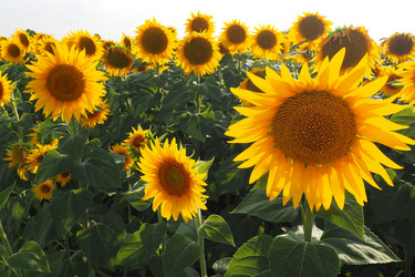 Similar image 21390212