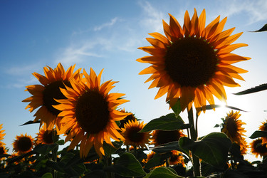 Similar image 21390217