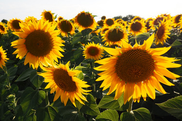 Similar image 21390218