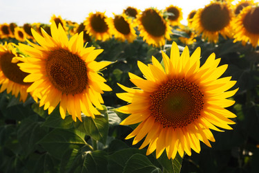 Similar image 21390222