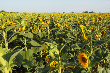 Similar image 21390225