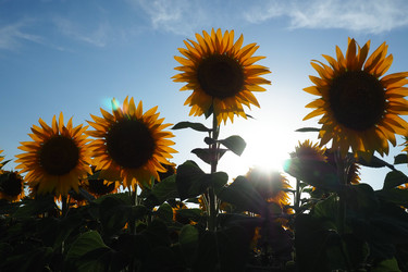 Similar image 21390580