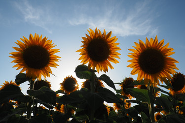 Similar image 21390587