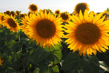 Similar image 21415856