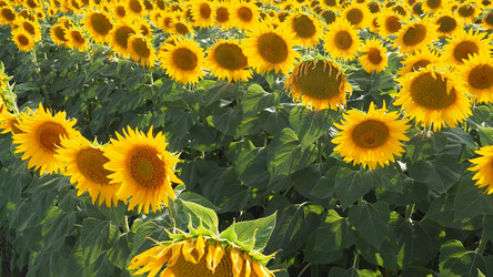 Similar image 21416184