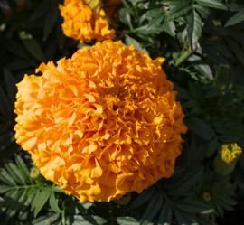 Similar image 21420845