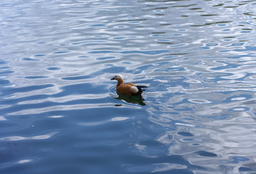 Similar image 21420729