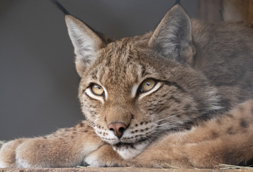 Similar image 21424059