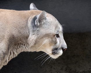 Similar image 21424061