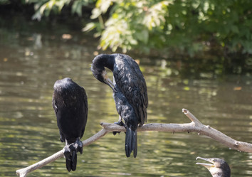 Similar image 21424068