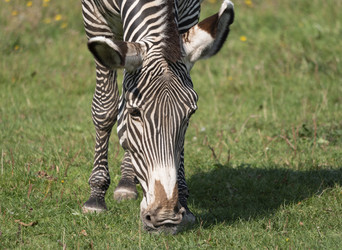 Similar image 21424074