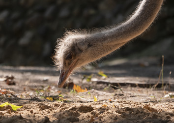 Similar image 21424218