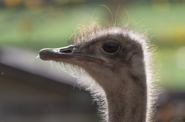 Similar image 21431449