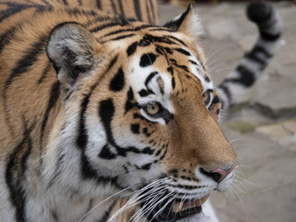 Similar image 21431494