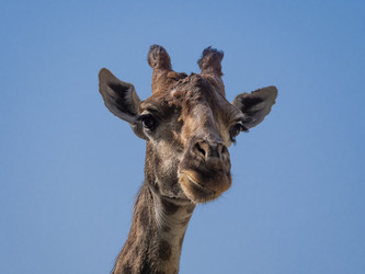 Similar image 21431499