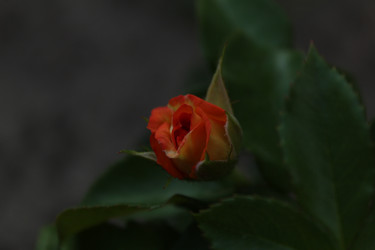 Similar image 21412362