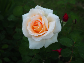 Similar image 21416600