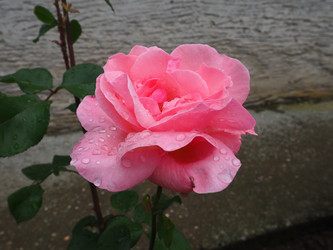 Similar image 21417059