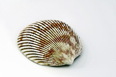 Similar image 21394500