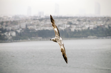 Similar image 21392667