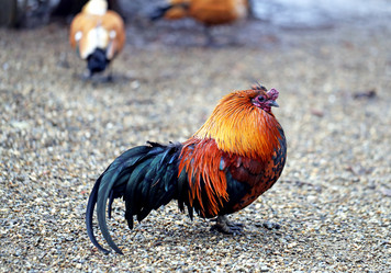 Similar image 21419517